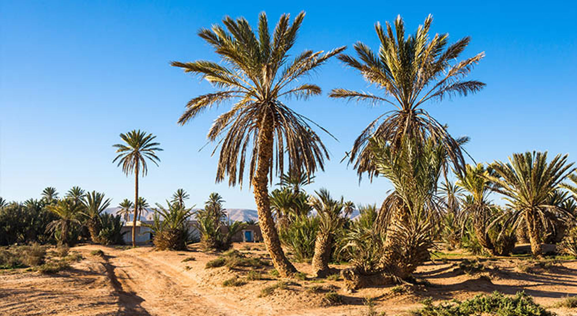 Guelmim Palmbomen in een oase in Marokko met zandpad en helderblauwe lucht.