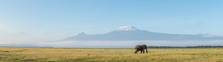 Olifant op de savanne in Amboseli National Park met de Kilimanjaro op de achtergrond.