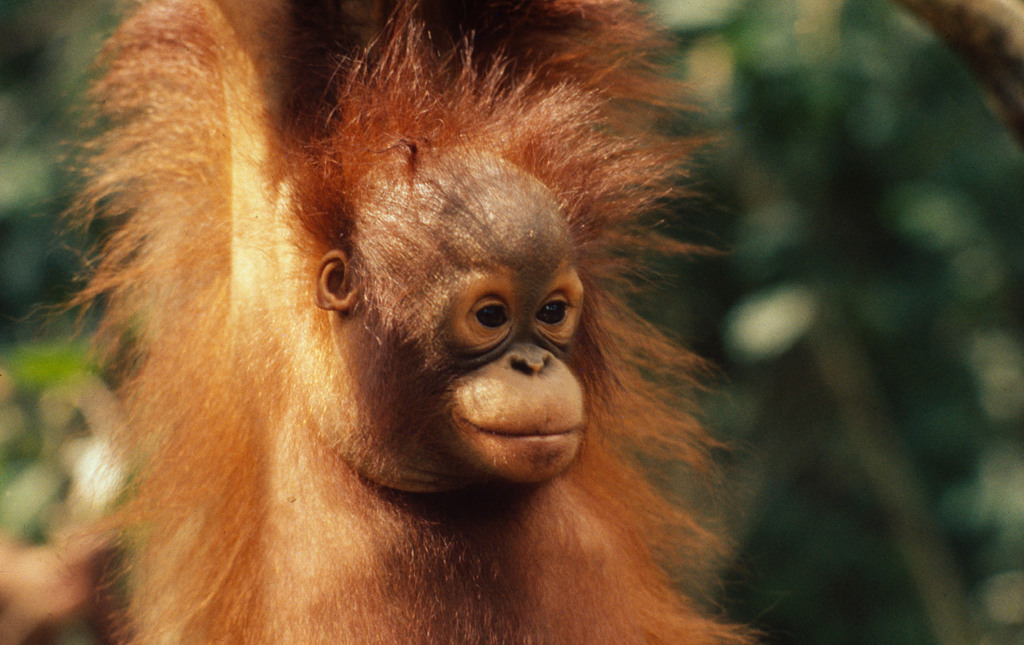 Jonge orang-oetan in het regenwoud van Maleisisch Borneo tijdens een rondreis langs hoogtepunten.