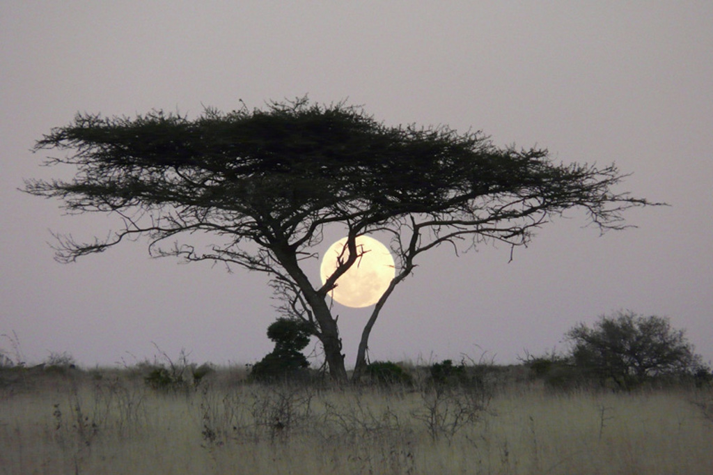 Acaciaboom in de savanne bij zonsondergang tijdens een 22-35ers reis door Zuid-Afrika.