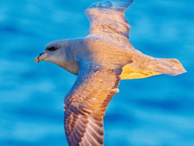 Noordse stormvogel zweeft boven de zee bij Spitsbergen.