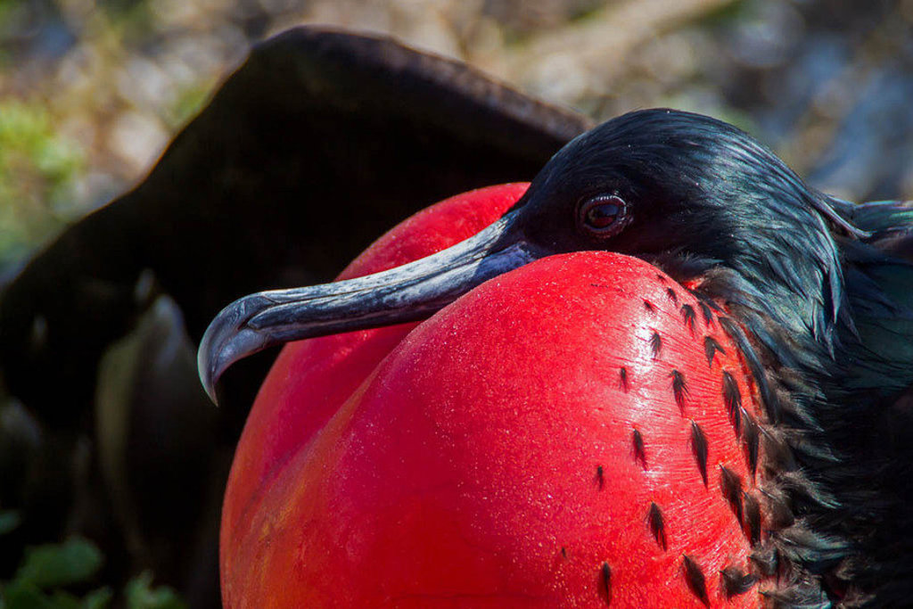 Close-up van een mannelijke fregatvogel met opgeblazen rode keelzak op de Galapagoseilanden.