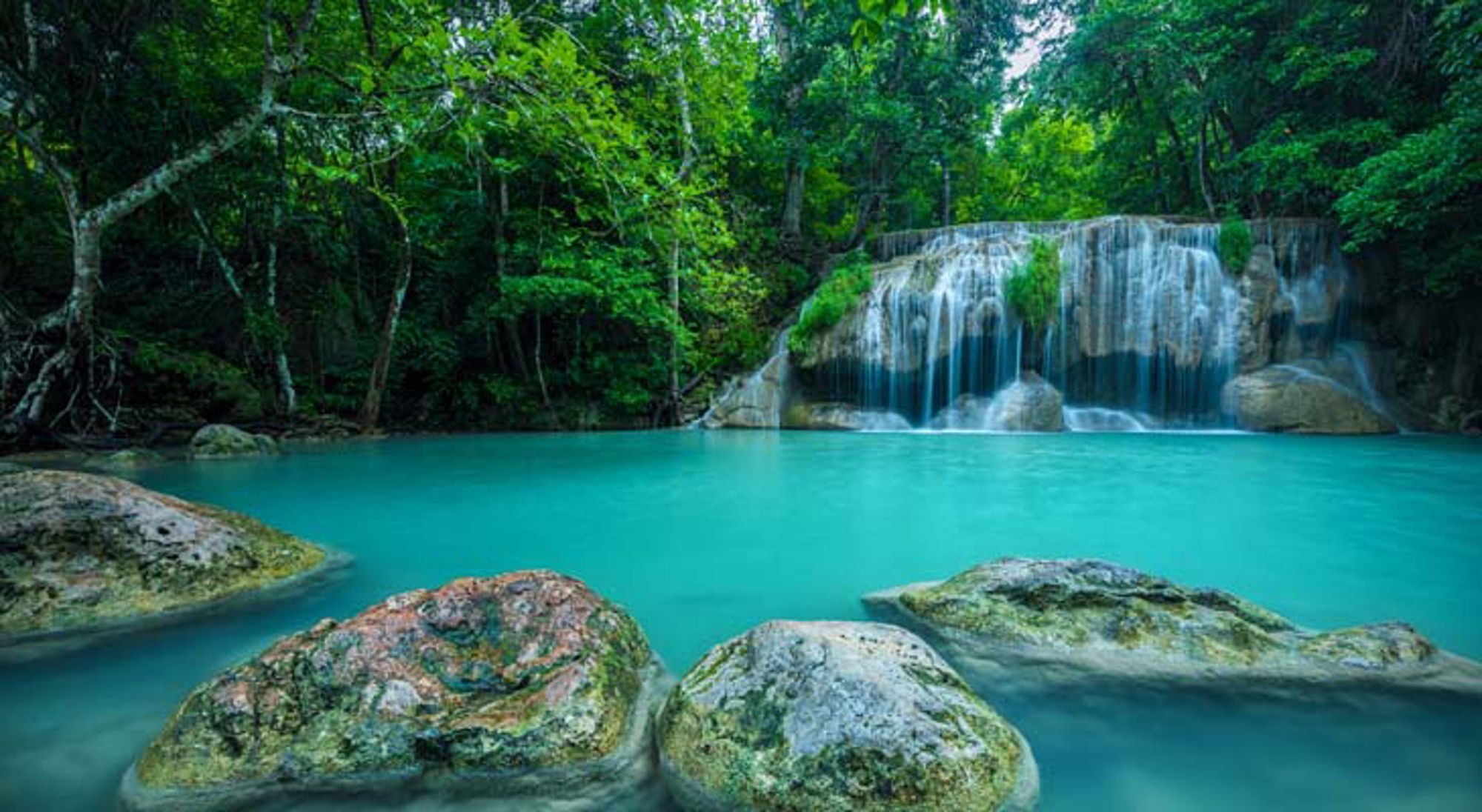 Erawan National Park Olifanten in een natuurgebied in Thailand.