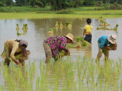 Rijstplanting in een ondergelopen rijstveld tijdens fietsvakantie Vietnam, Cambodja en Thailand.