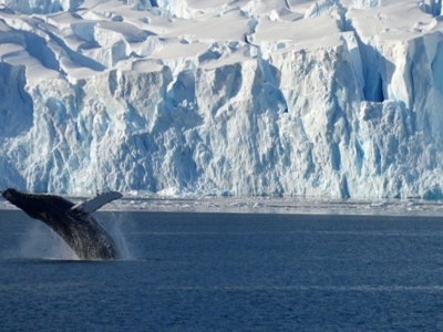 Bultrug springt uit zee voor een imposante ijswand in Antarctica tijdens Route Crossing the Circle.