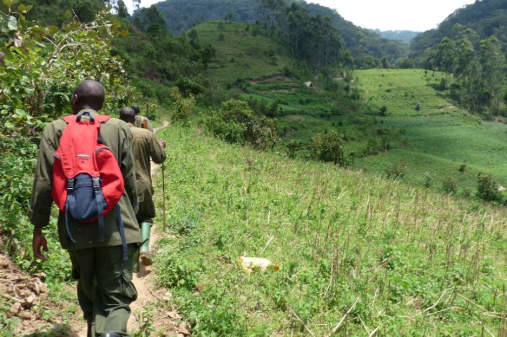 Wandeling met gidsen door groene heuvels tijdens groepsrondreis Uganda en Rwanda.