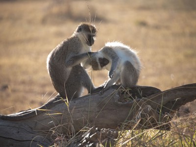 Groene meerkatten die elkaar vlooien op een boomstam tijdens safari in Kenia en Tanzania.