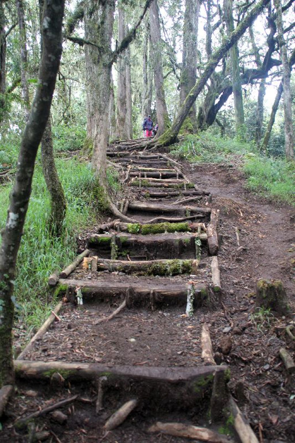 Wandelpad met houten treden door het regenwoud op de Kilimanjaro in Tanzania.