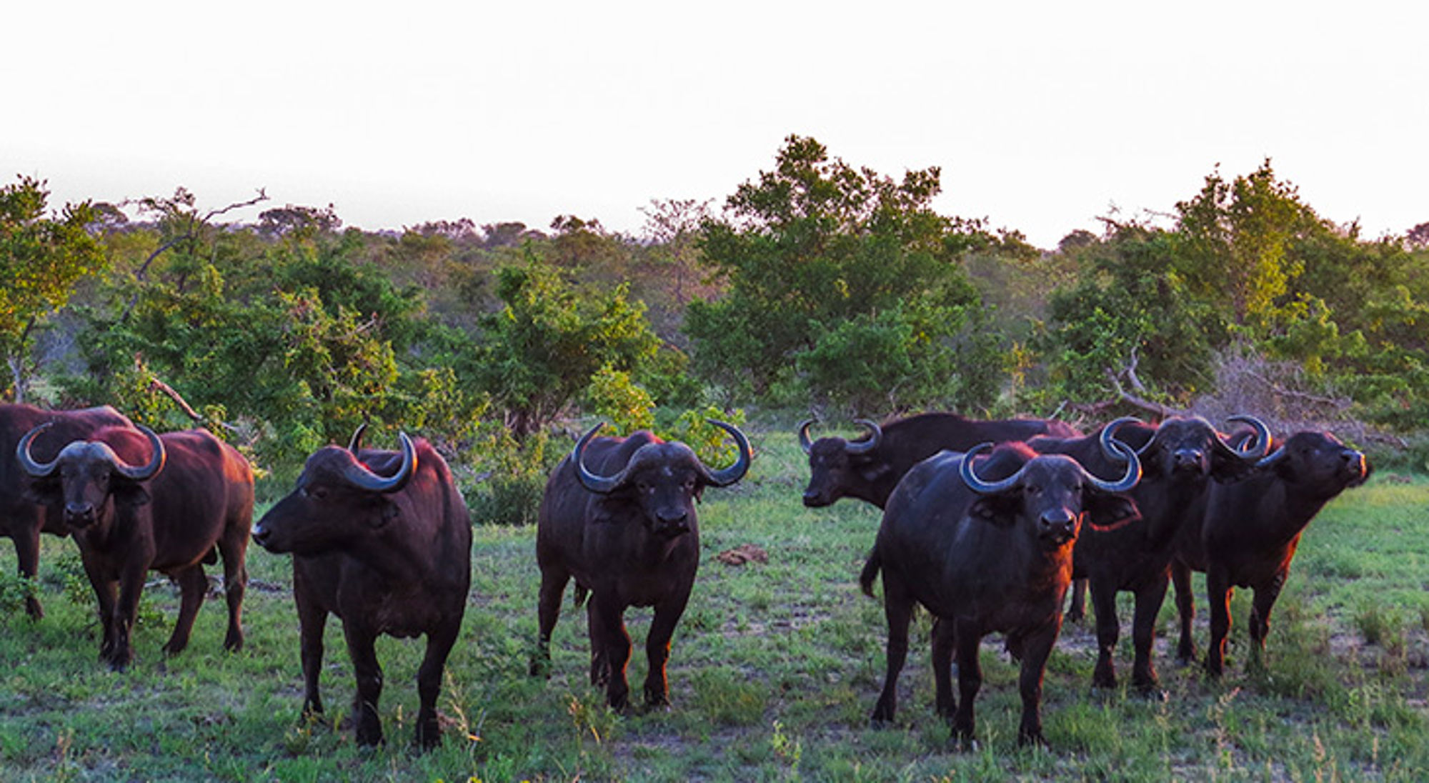 kudde buffels in het wild Kudde Afrikaanse buffels in een groen savannelandschap bij zonsondergang.