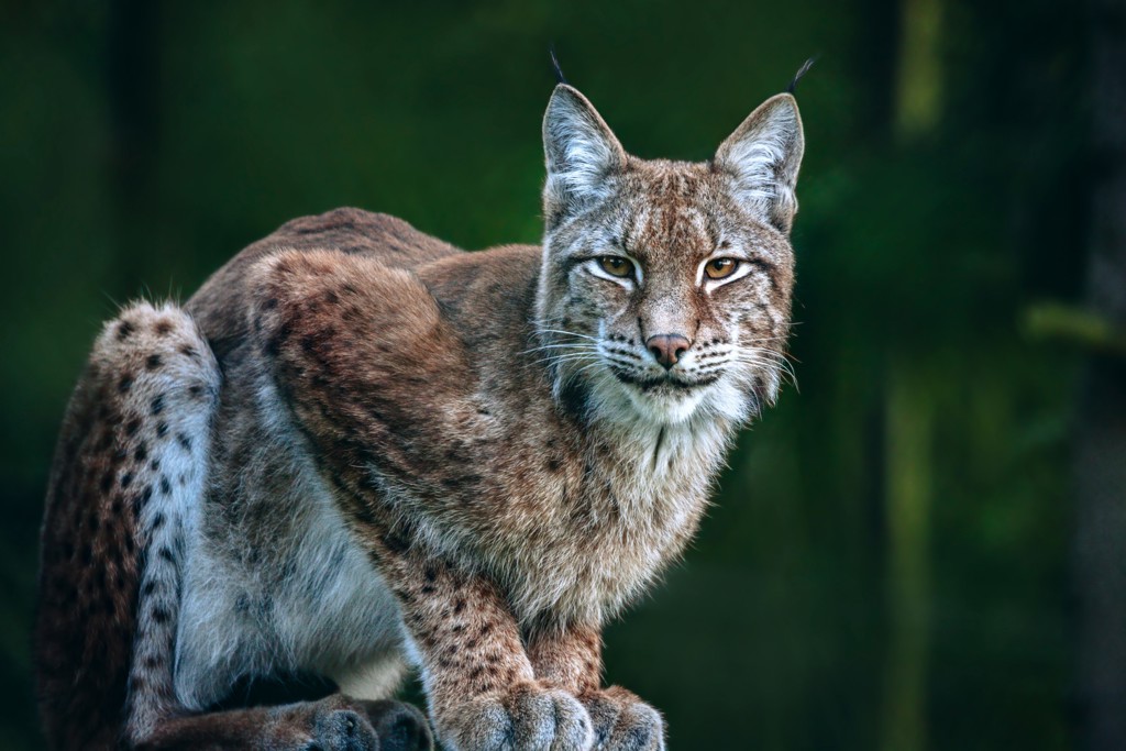 Europese lynx in de natuur tijdens een groepsrondreis Polen.
