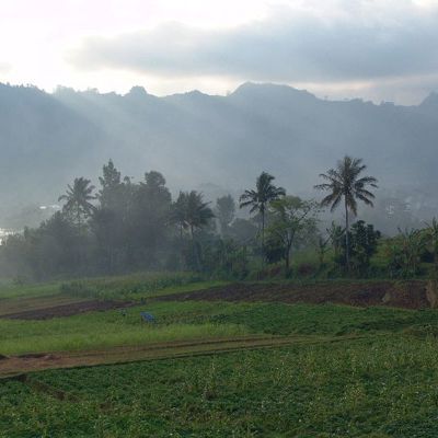 Groene rijstvelden met palmbomen en mistige vulkanen op de achtergrond tijdens groepsrondreis Java, Bali en Lombok.