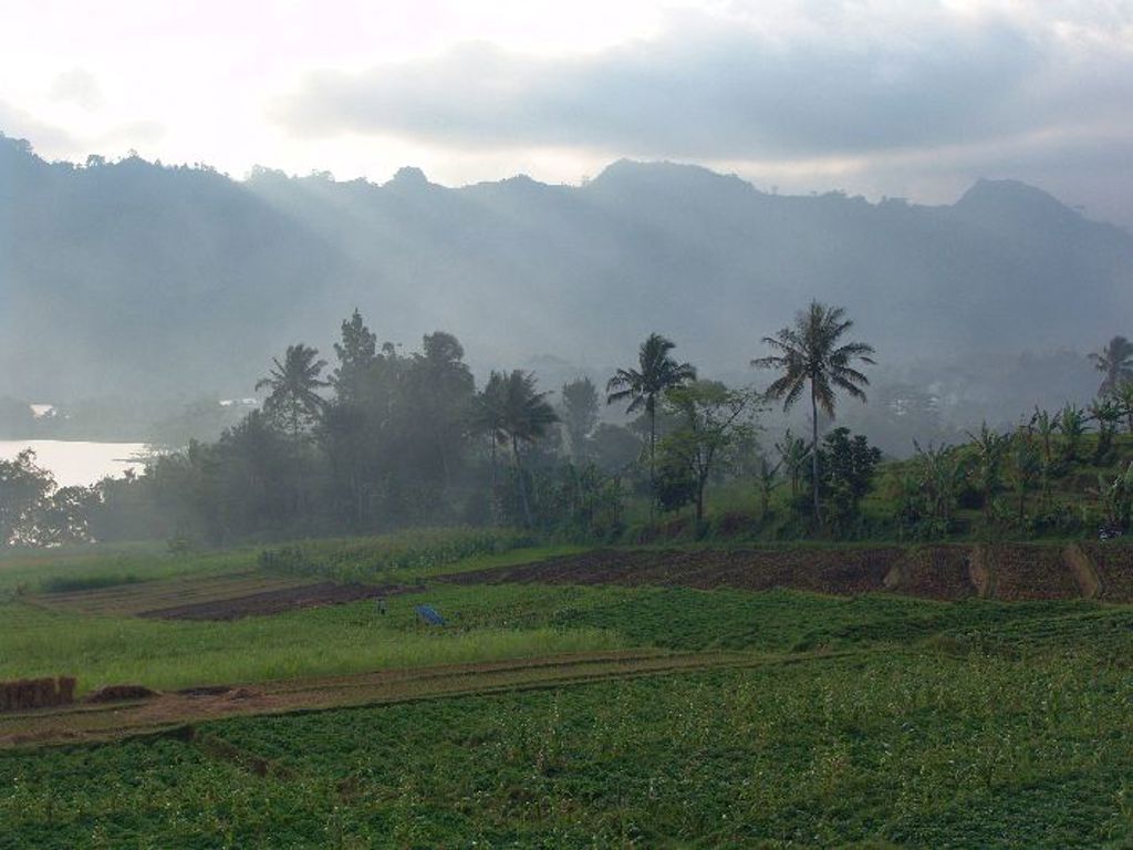 Groene rijstvelden met palmbomen en mistige vulkanen op de achtergrond tijdens groepsrondreis Java, Bali en Lombok.