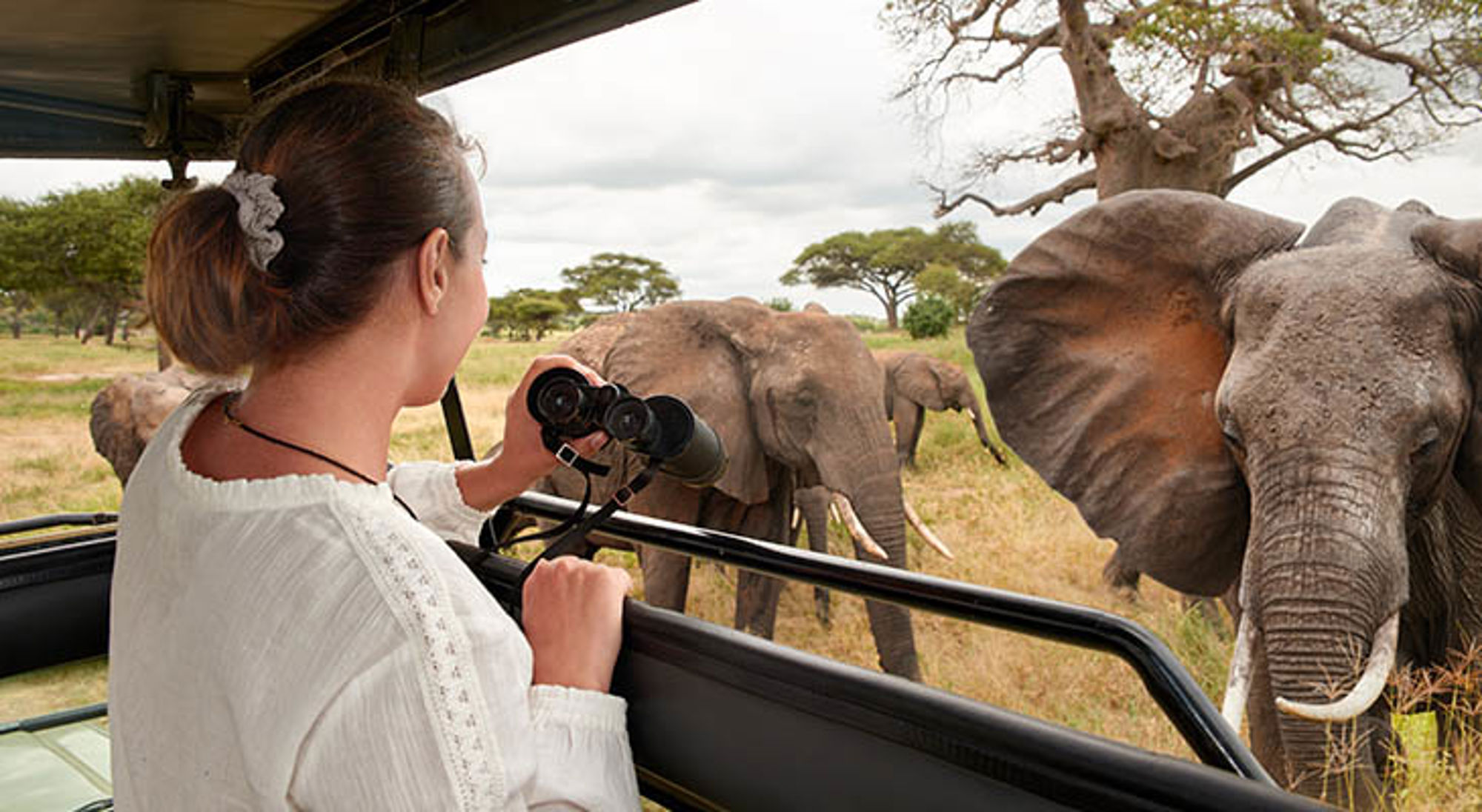 Gamedrive met olifanten in Tarangire National Park Safari in Tanzania: reiziger bekijkt olifanten vanuit een safarivoertuig met verrekijker.
