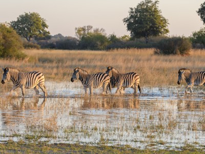 Zebra’s lopen door ondiep water in de savanne tijdens de route Johannesburg - Kaapstad.