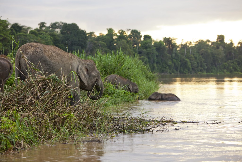 Borneose olifanten langs de rivier in het regenwoud van Maleisisch Borneo.