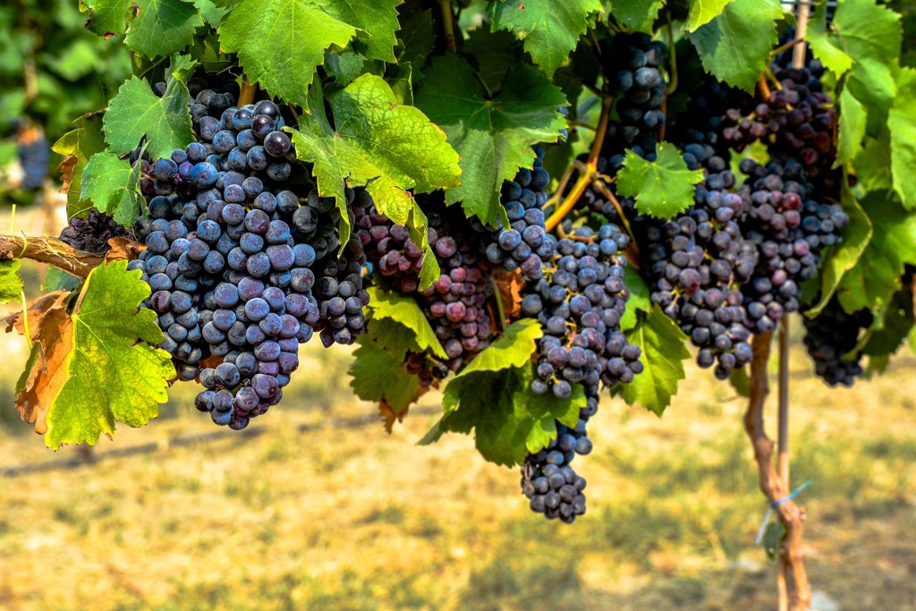 Trossen rijpe blauwe druiven aan de wijnrank op Cyprus.
