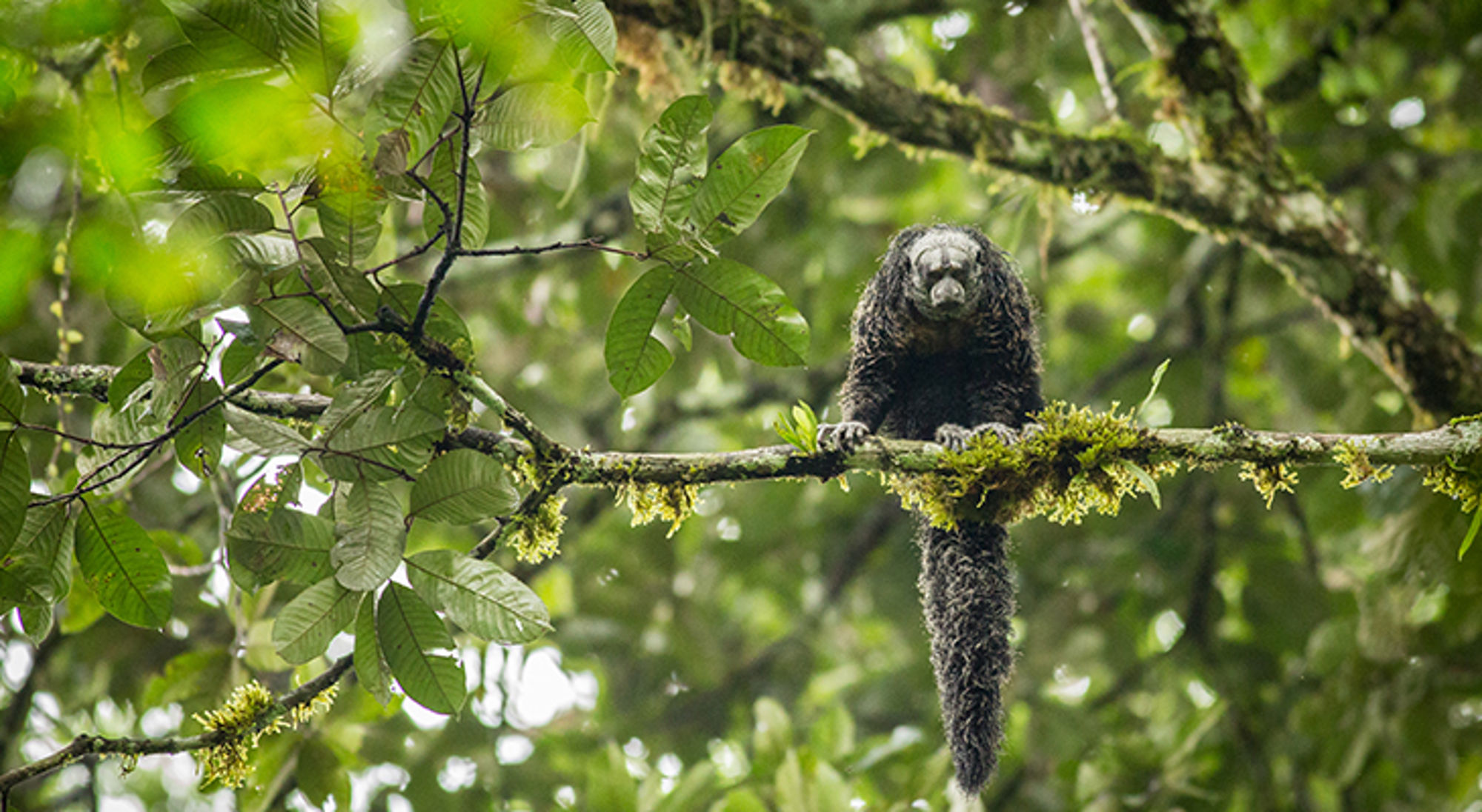 Aap, Ecuador Binturong op een met mos begroeide tak in het regenwoud.