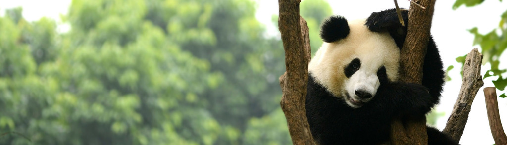 Reuzenpanda in een boom in China tijdens familiereis China.