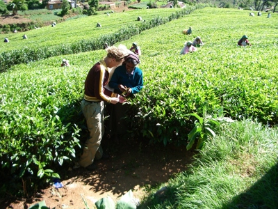 Bezoek aan een theeplantage in Sri Lanka, met reiziger en plukkers tussen de theestruiken.