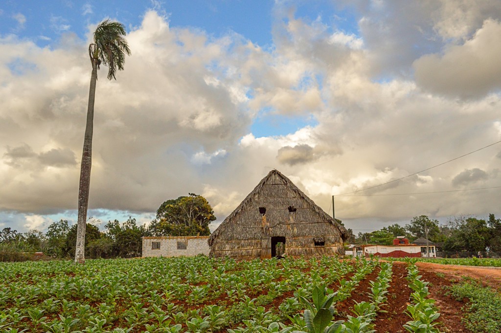 Tabaksveld met traditionele droogschuur en palmboom aan de Caribische kust van Cuba.