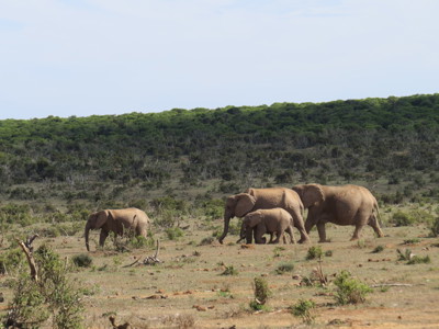 Olifantenfamilie met jong in natuurgebied tijdens route Johannesburg - Kaapstad in Zuid-Afrika.