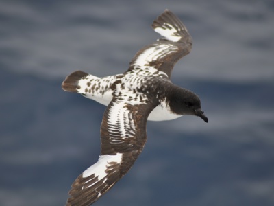 Zuidpooljager zweeft boven de oceaan tijdens de route rondreis Antarctica.