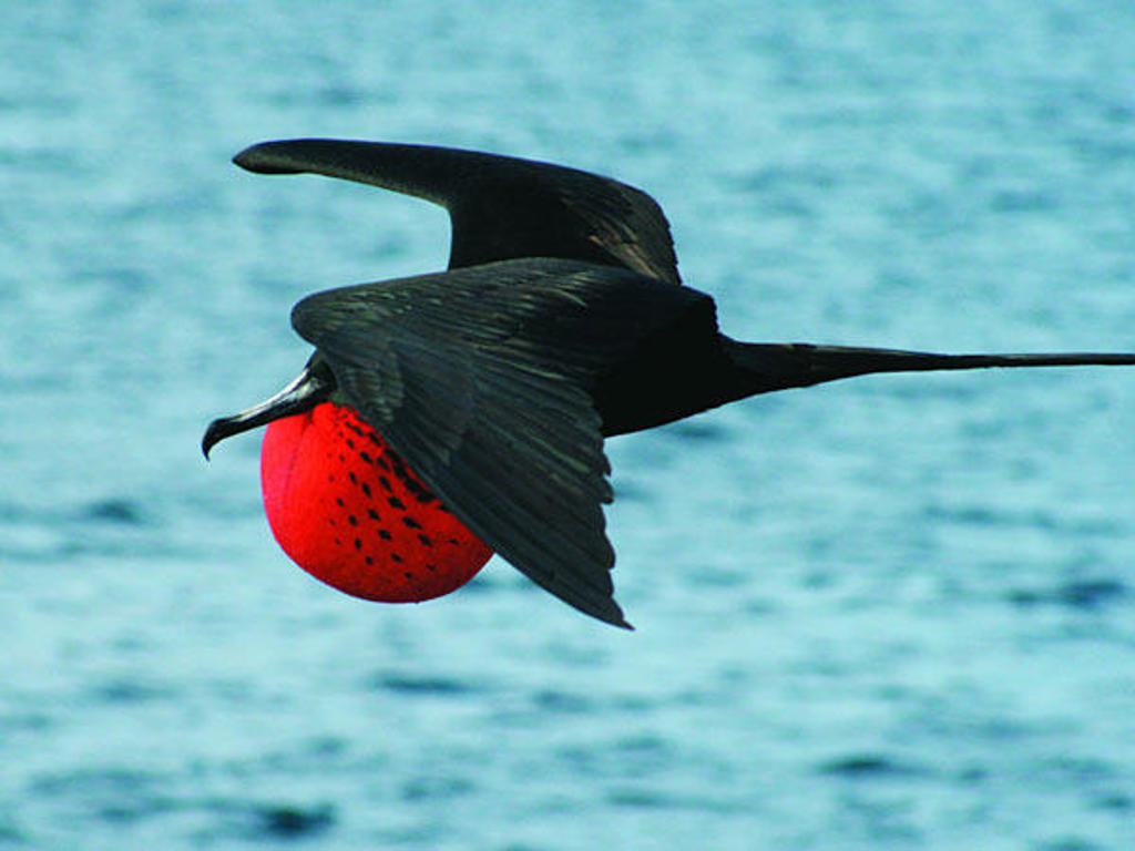 Fregatvogel met rode keelzak vliegt boven zee bij de Galápagos-eilanden, Ecuador.