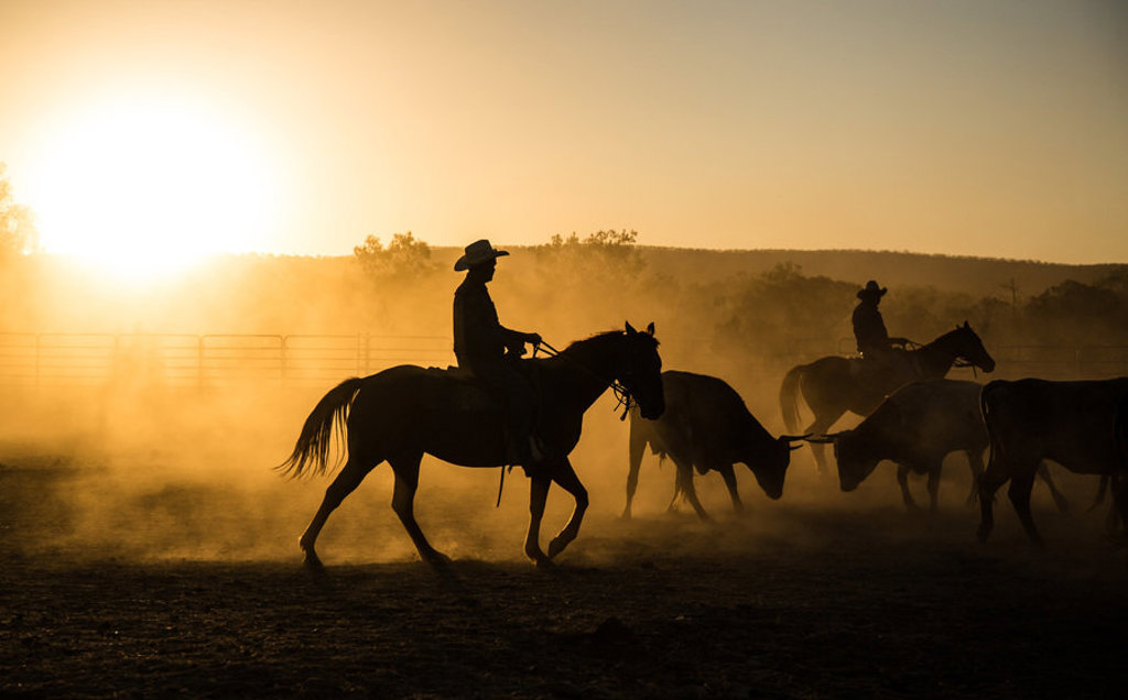Cowboys te paard drijven vee door stofwolken bij zonsondergang in West-Australië.