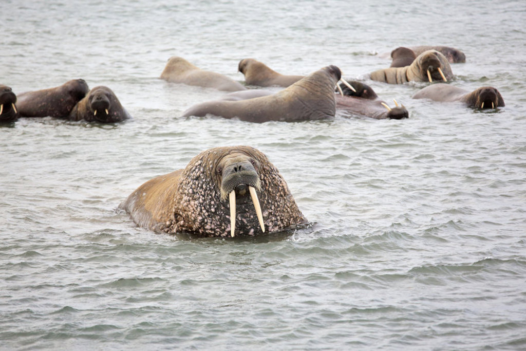 Walrussen zwemmen in de ijzige zee tijdens een groepsrondreis naar de Noordpool.