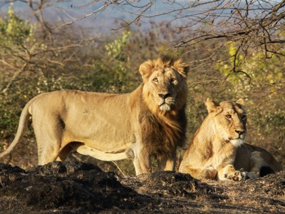 Aziatische leeuw en leeuwin in het Gir National Park, Gujarat.