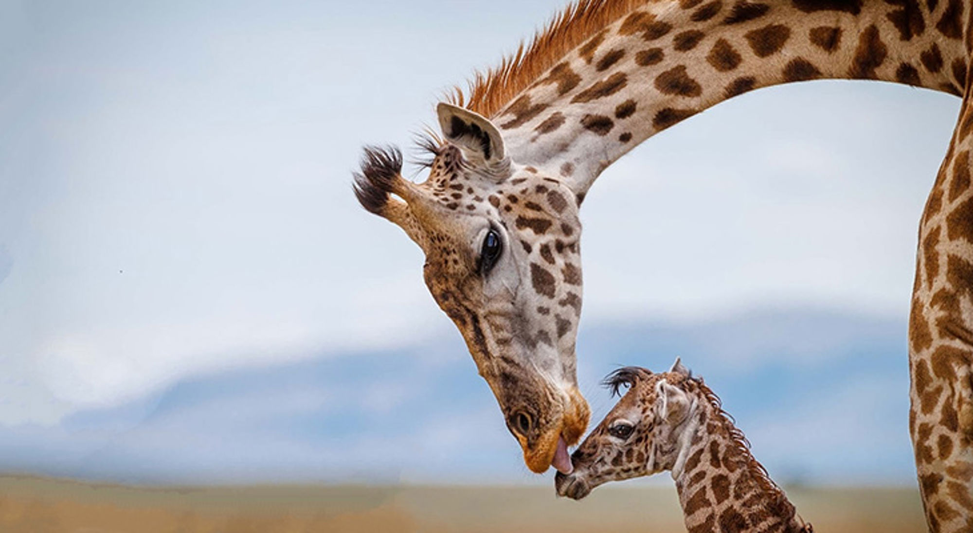 Giraffe met jong in Tanzania, close-up van moeder die haar kalf likt.