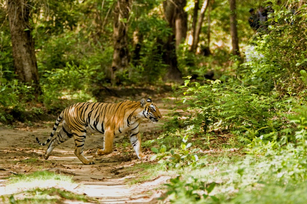 Bengaalse tijger loopt over een bospad in India tijdens een tijgerreis.