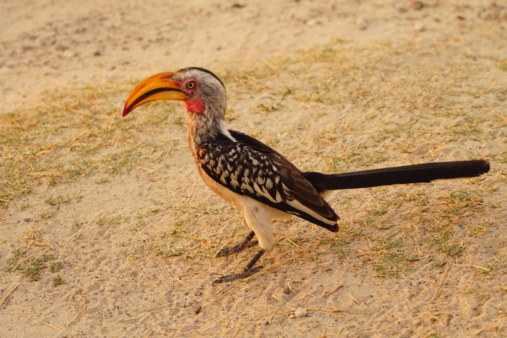 Geelsnaveltok met lange staart op zandgrond tijdens groepsrondreis Zimbabwe.