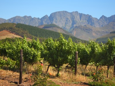 Wijngaard in de Kaapse Wijnlanden met bergen op de achtergrond langs route Kaapstad - Johannesburg.