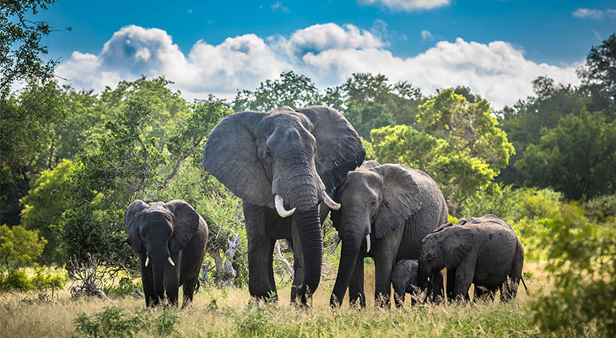 Olifanten in Krugerpark Kudde Afrikaanse olifanten in een groen natuurgebied in Zuid-Afrika.