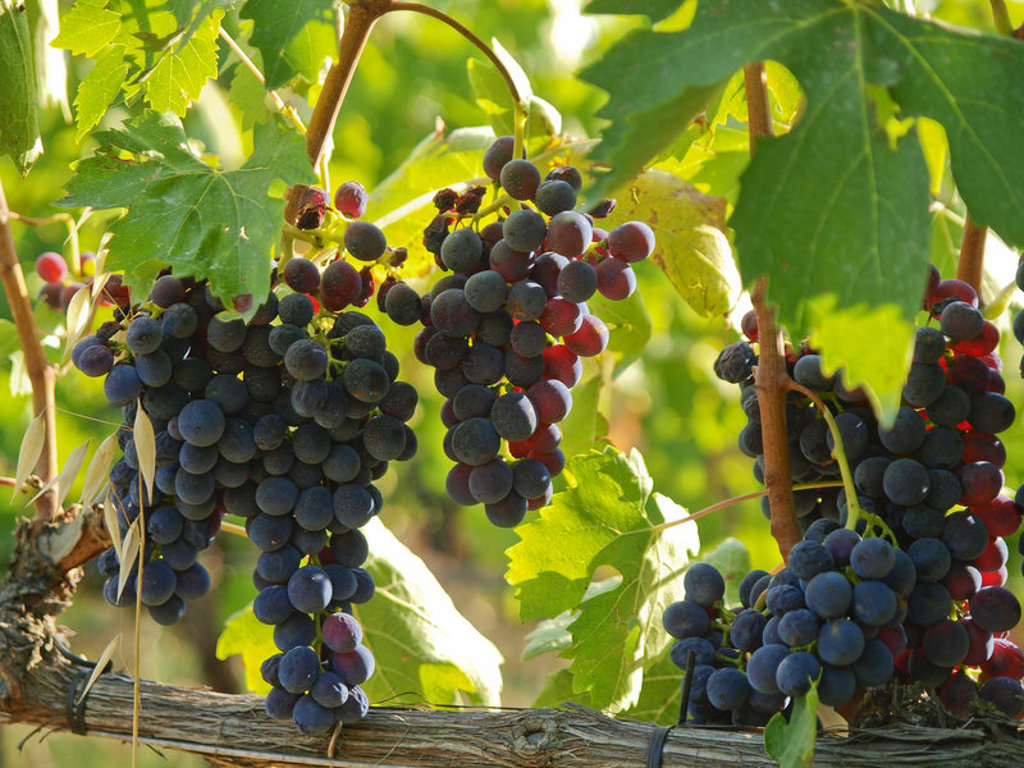 Trossen blauwe druiven aan de wijnstok in Toscane, Italië.