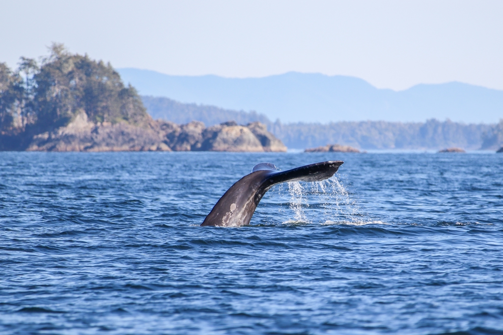 Walvisstaart boven zee bij de kust van Canada West tijdens familiereis, met rotsachtige eilanden op de achtergrond.
