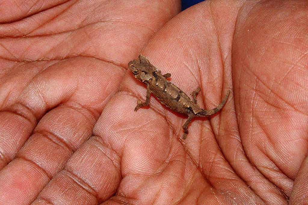 Kleine kameleon in de hand tijdens een familiereis in Madagascar.