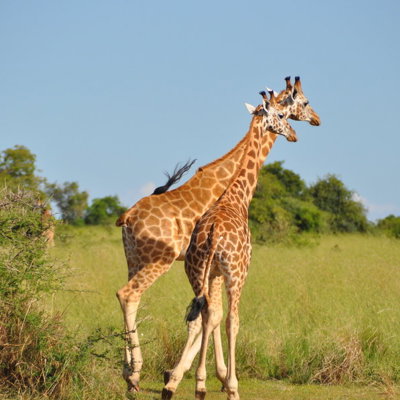 Twee giraffen in de savanne tijdens de groepsrondreis Oeganda Natuur Plus Pop-Up.
