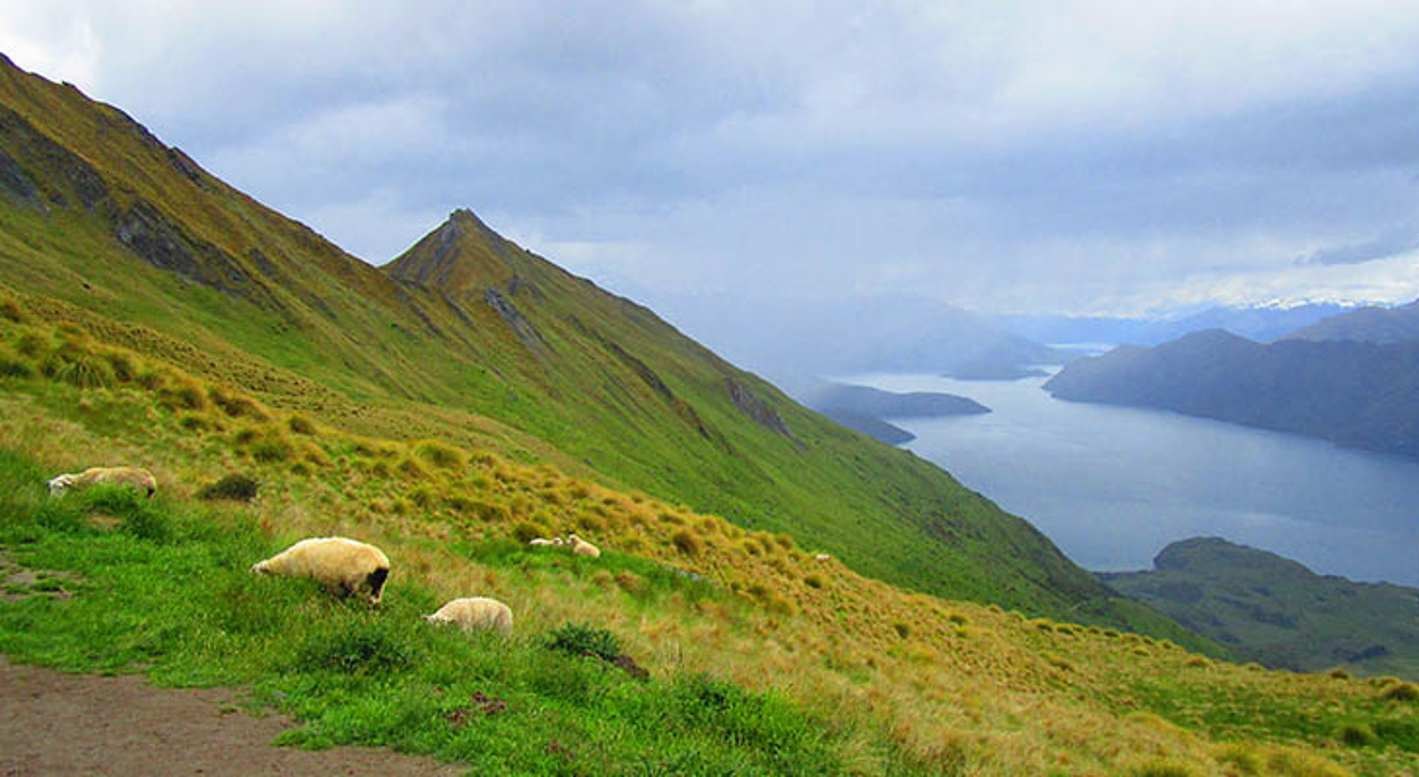 Schapen grazen op een groene berghelling met uitzicht op een fjord en eilanden onder een bewolkte lucht.