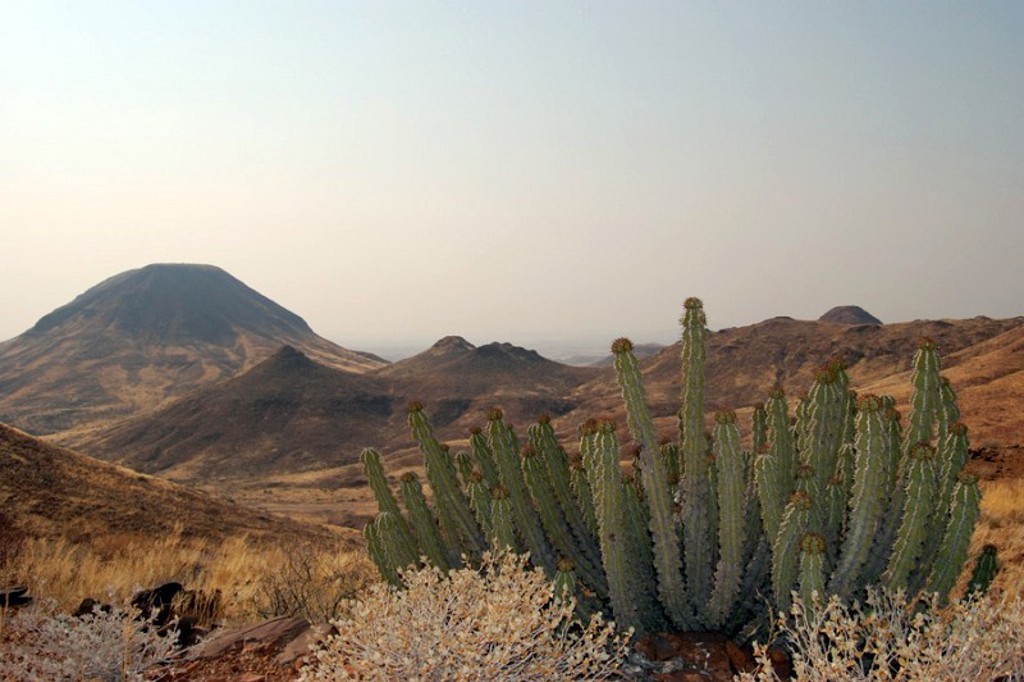 Heuvelachtig woestijnlandschap in Namibië met vetplanten op de voorgrond.