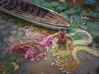 Lotusplukker in Vietnam verzamelt lotusbloemen in een vijver naast een houten boot.