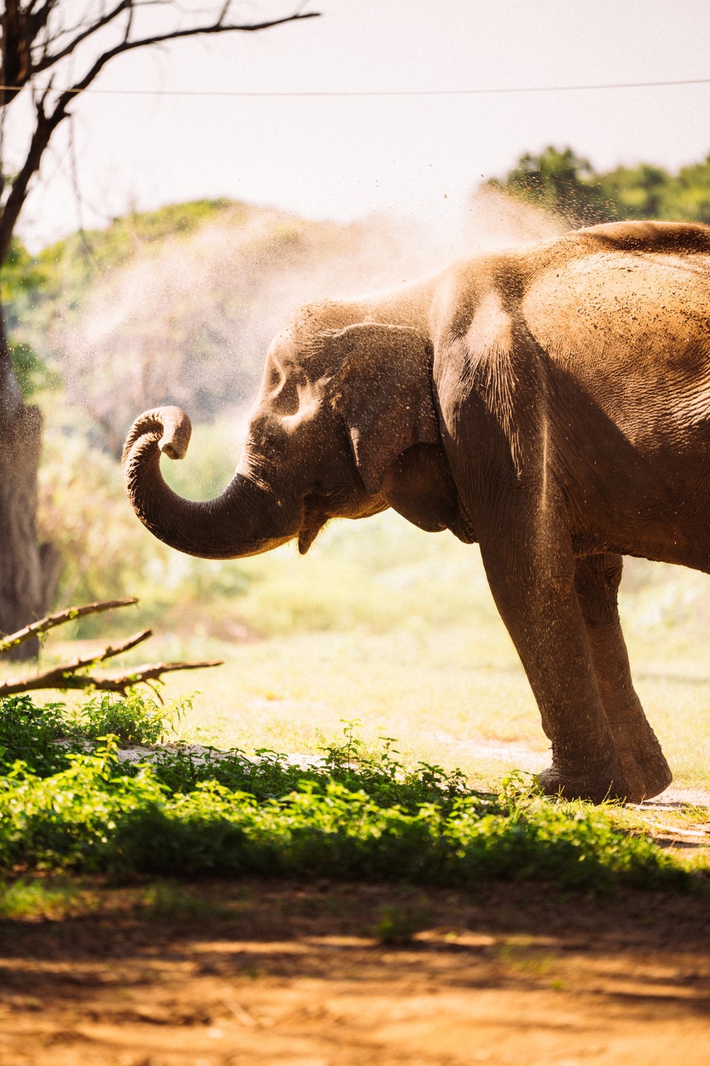 Olifant die zich afspoelt met water in de natuur tijdens een groepsrondreis Thailand Hoogtepunten.