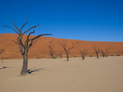Dode bomen in Deadvlei met rode zandduinen in de Namibwoestijn, route Namibië.