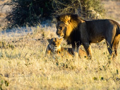 Leeuw en leeuwin rusten in het gras tijdens een safari op de route Kaapstad naar Victoria Falls.