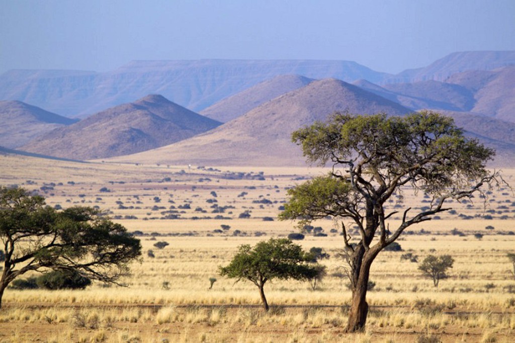 Savannelandschap in Namibië met acaciabomen en bergen op de achtergrond tijdens een groepsrondreis met lodge/hotel.