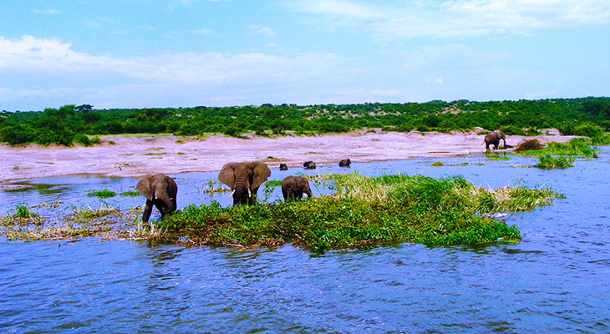 Olifanten steken een rivier over in een groen savannelandschap onder een blauwe lucht.