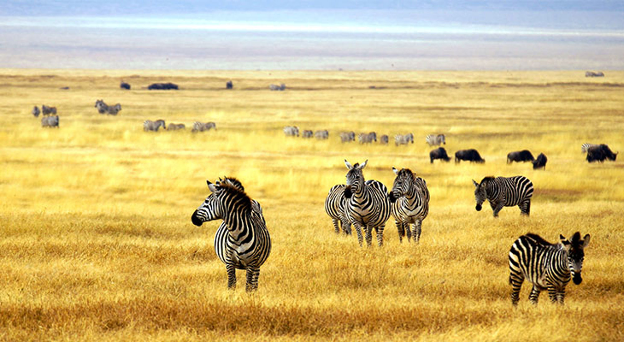 Zebra's in Arusha National Park Zebra’s en gnoes op de savanne tijdens een safari.
