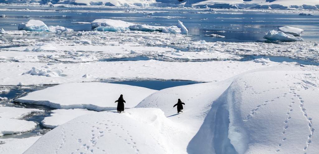Pinguïns lopen over sneeuw en ijs langs de kust van Antarctica tijdens een groepsrondreis.