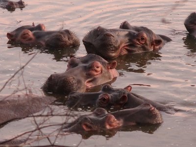 Groep olifanten in de savanne tijdens een groepsrondreis door Oeganda.